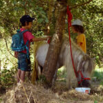 Enfants brosse poneys pansage forêt arbres