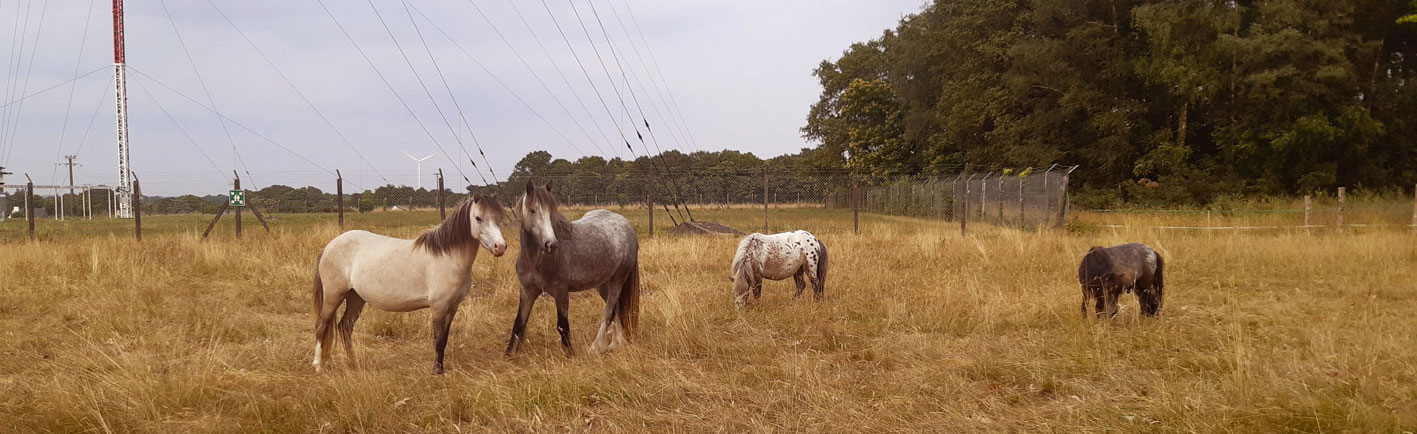 Photos du troupeau des poneys de l'Antenne devant l'Antenne à Sévérac
