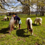 Poneys, près, herbe, câlins