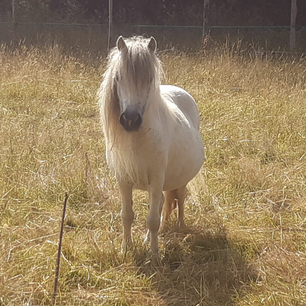 Frimousse, adorable ponette shetland pie grise