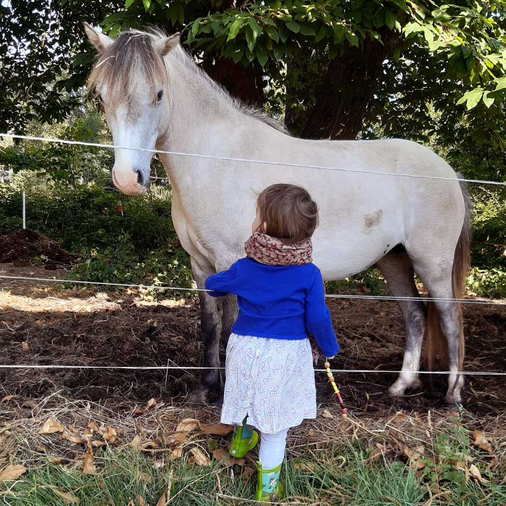 Komette, ponette isabelle type welsh