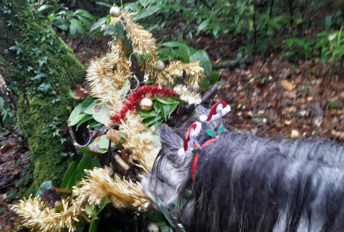Balade à poney en forêt
